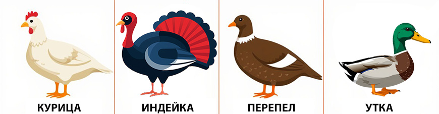 Выбор мяса птицы для общепита